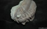 Very Large Flexicalymene Trilobite - Indiana #1003-2